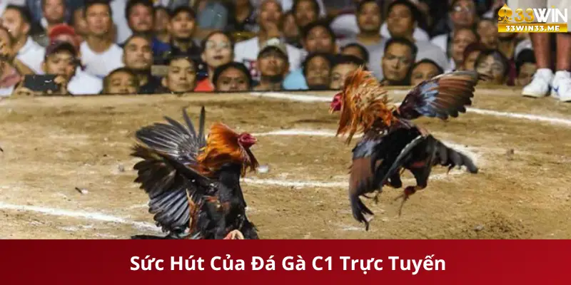 Sức Hút Của Đá Gà C1 Trực Tuyến