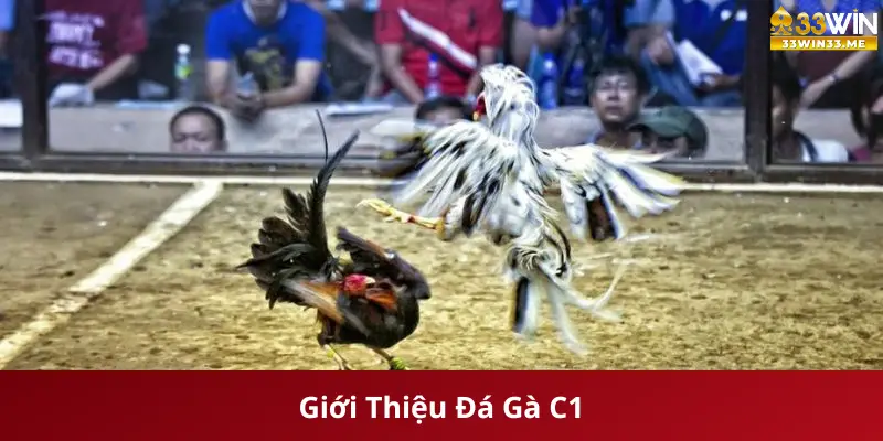 Giới Thiệu Đá Gà C1